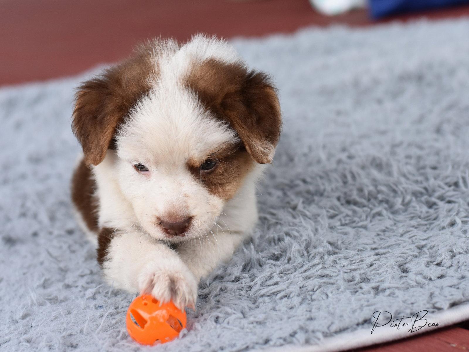 Cora, Adopted, Puppy Female Australian Shepherd.