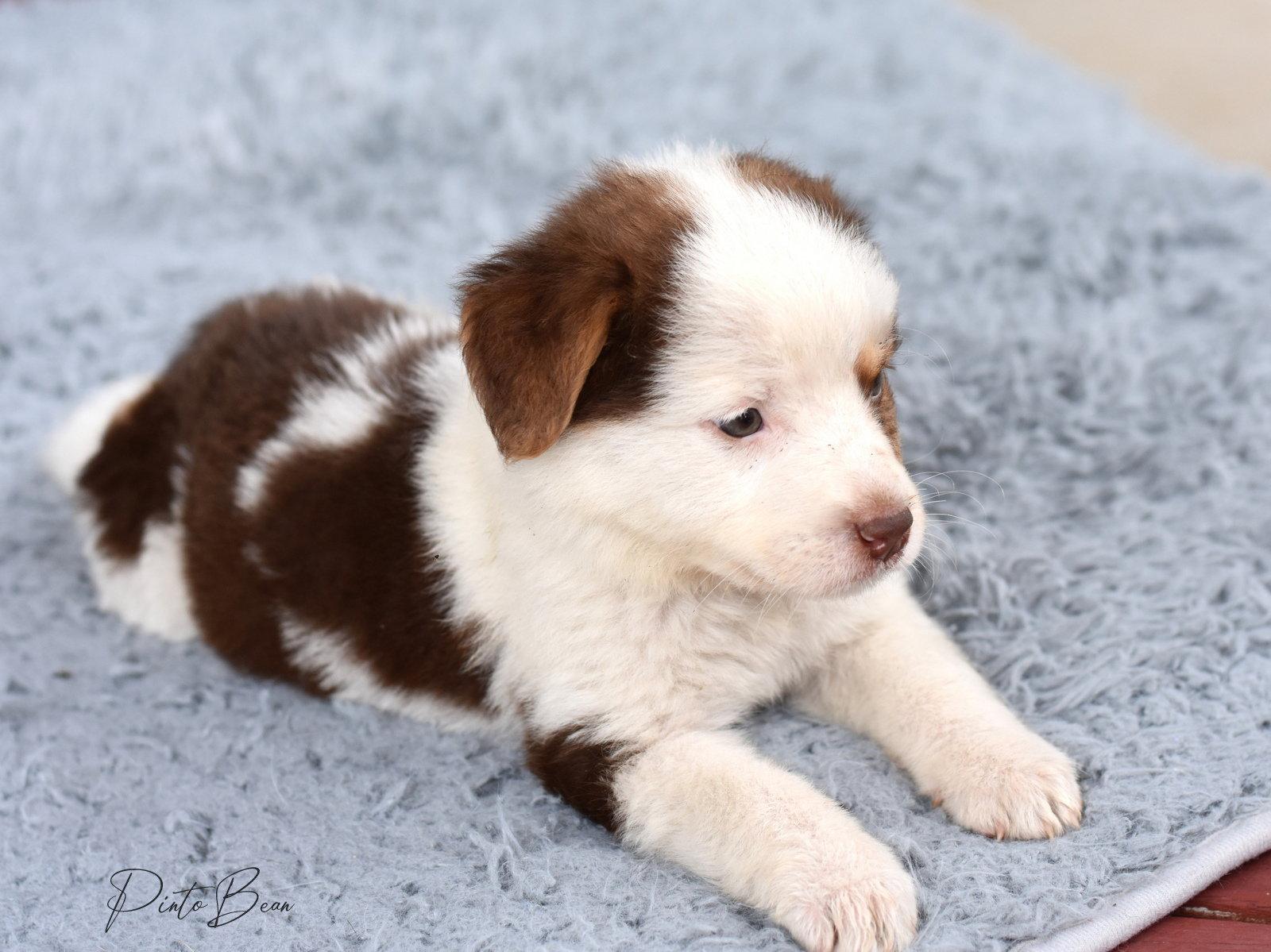 Cora, a Adopted Australian Shepherd in Montgomery, TX image 2/3