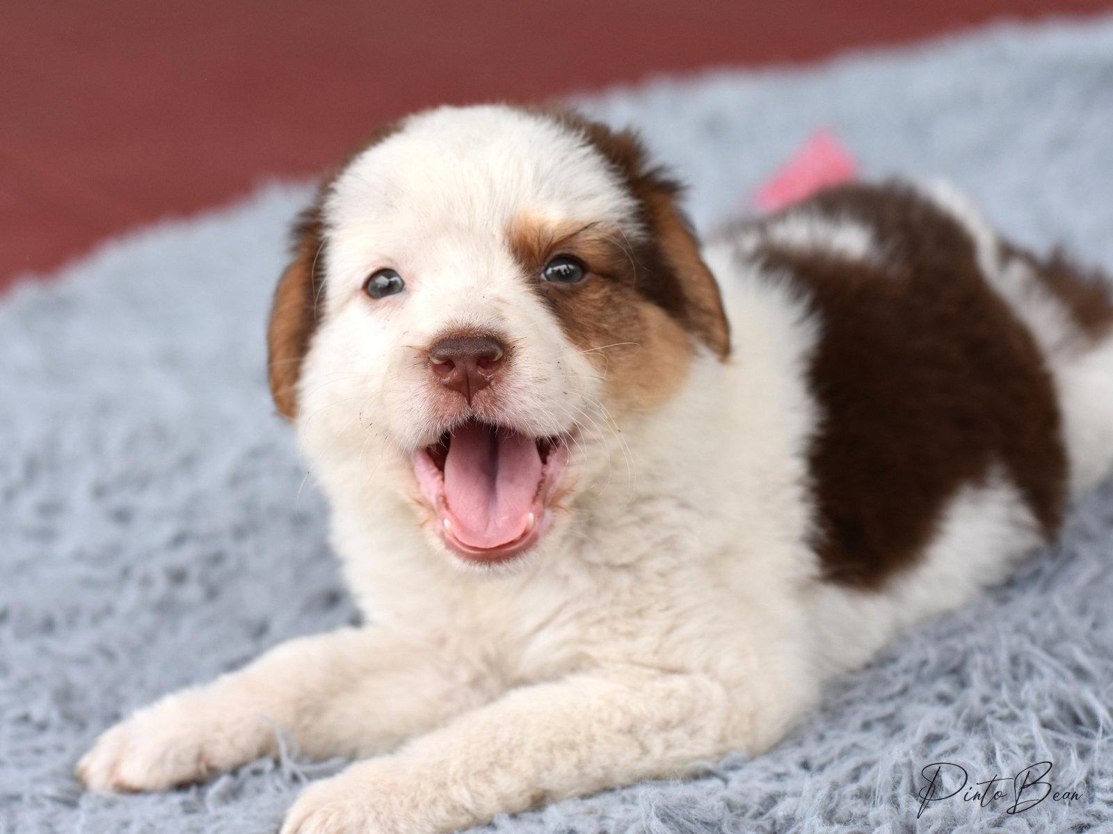 Cora, a Adopted Australian Shepherd in Montgomery, TX image 3/3