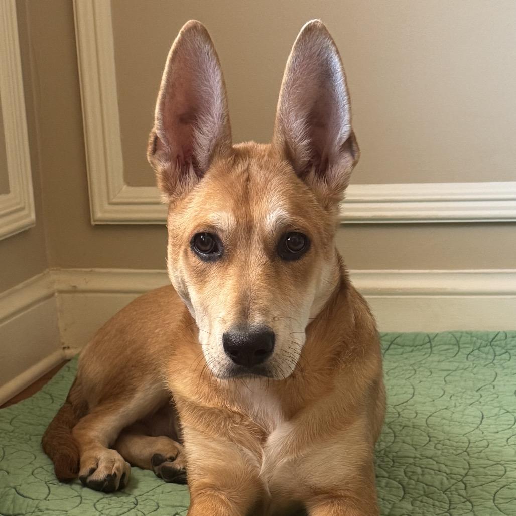 Enlarge MAVERICK, a Adoptable mixed breed in Parsippany , NJ image 4/6