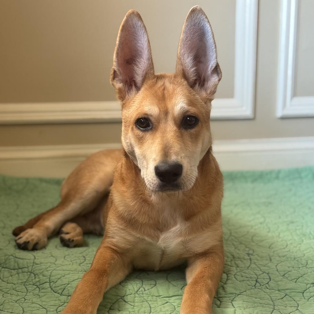 Enlarge MAVERICK, a Adoptable mixed breed in Parsippany , NJ image 2/6