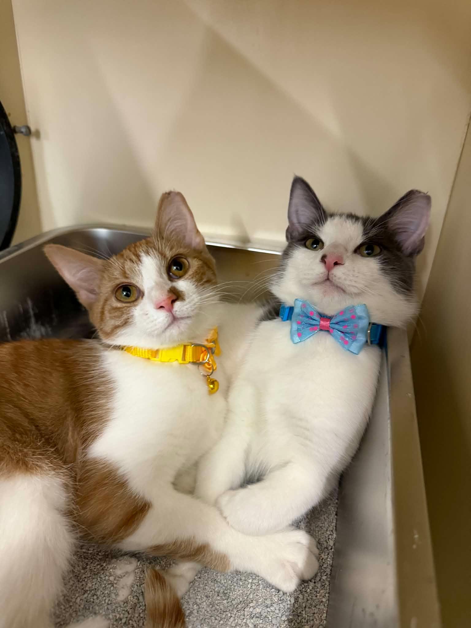 Enlarge TJ, a ADOPTABLE Domestic Short Hair in Beckley, WV image 4/4