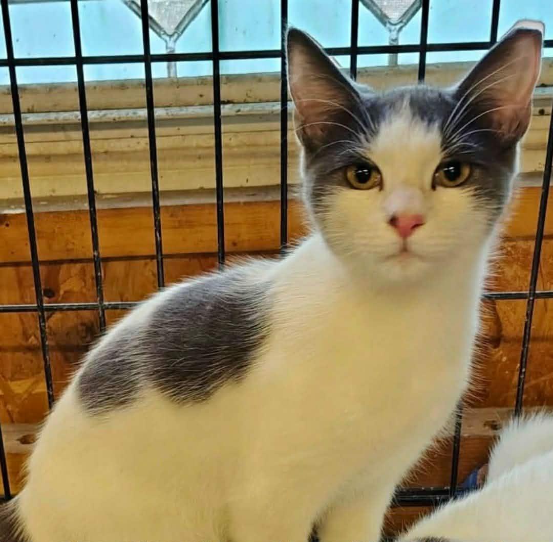 TJ, a ADOPTABLE Domestic Short Hair in Beckley, WV image 1/3