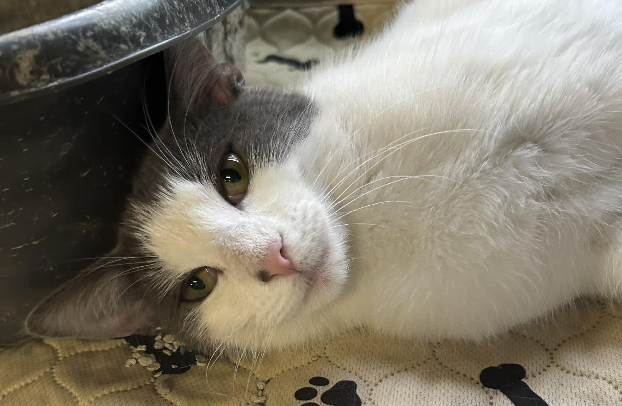 TJ, a ADOPTABLE Domestic Short Hair in Beckley, WV image 3/3