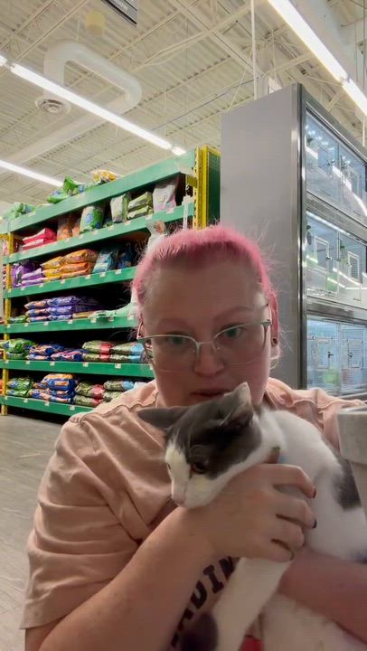 Enlarge TJ, a ADOPTABLE Domestic Short Hair in Beckley, WV video 3/4