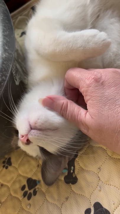 Enlarge TJ, a ADOPTABLE Domestic Short Hair in Beckley, WV video 2/3