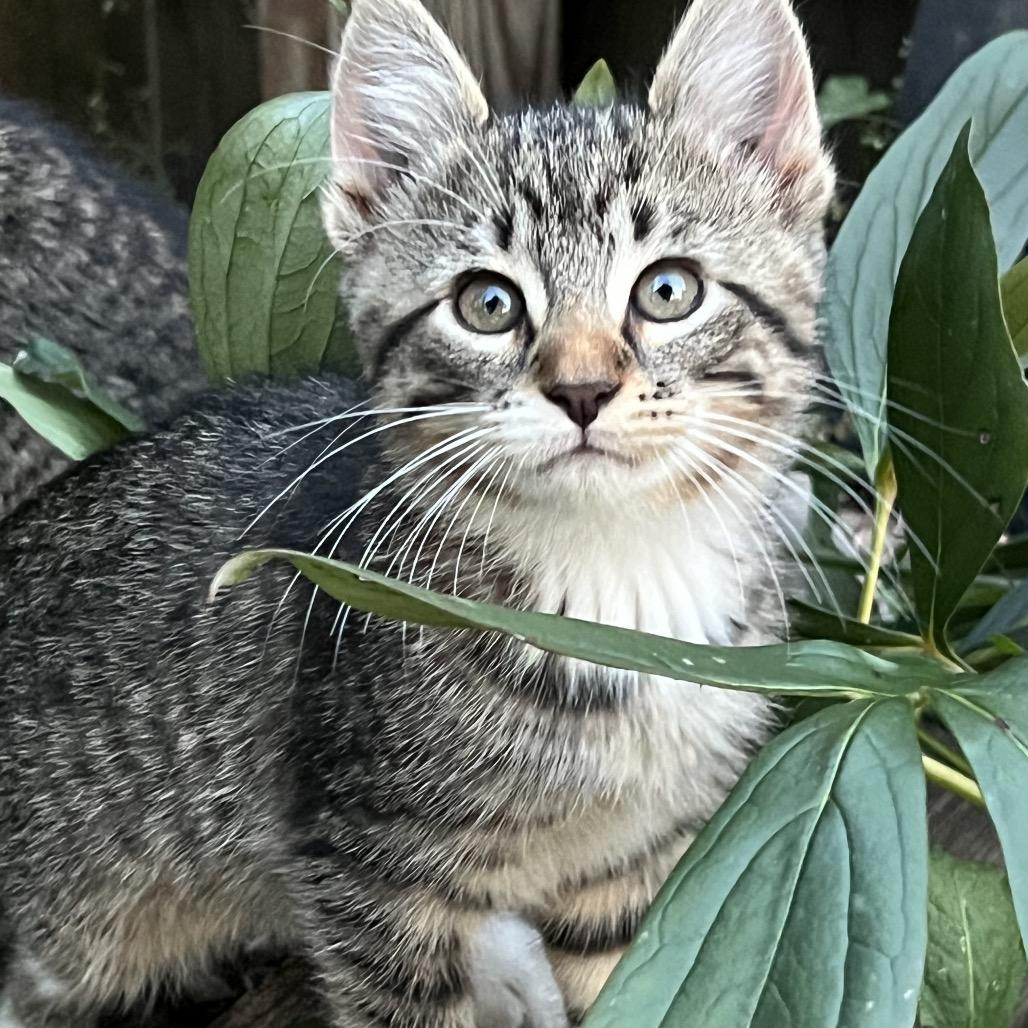 Enlarge Sam, a Adoptable Domestic Short Hair in Glenwood, MN image 1/1