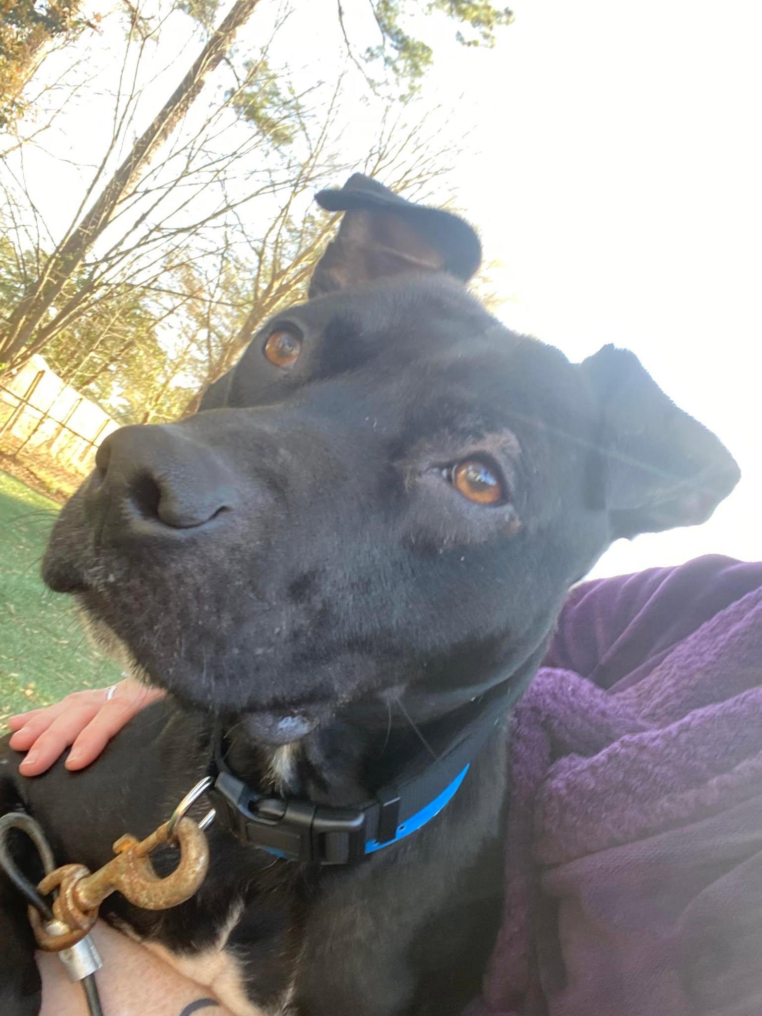Nishi, an adopted mixed breed in Zuni, VA image 2/6
