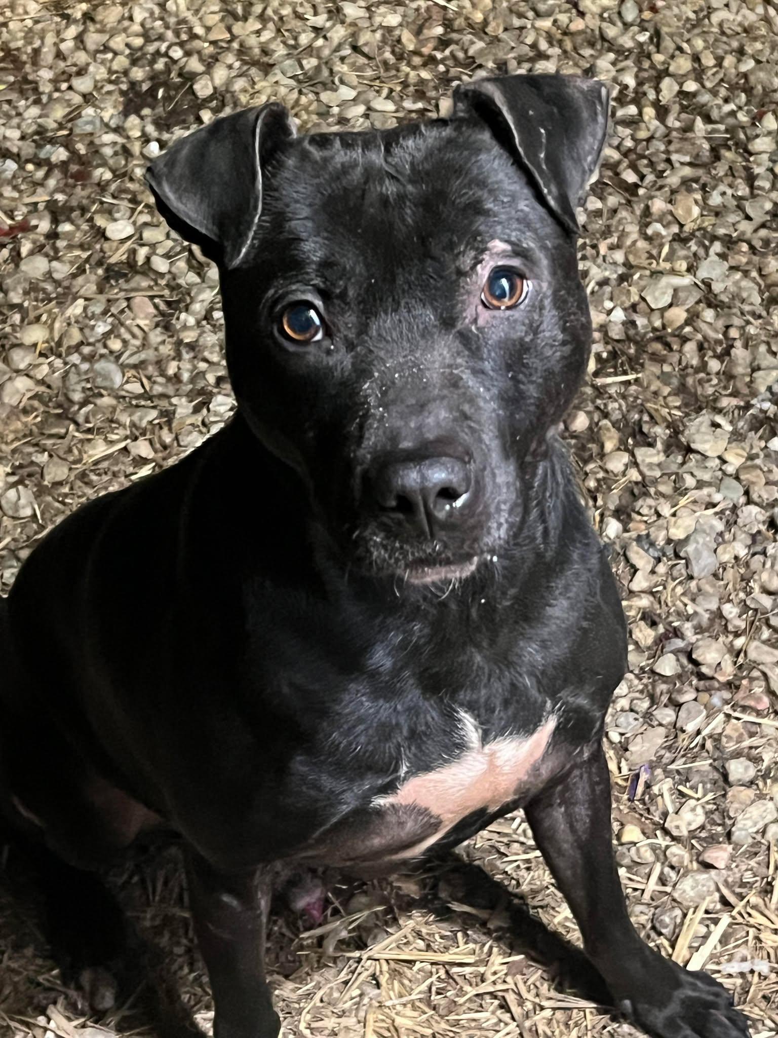 Nishi, an adopted mixed breed in Zuni, VA image 6/6