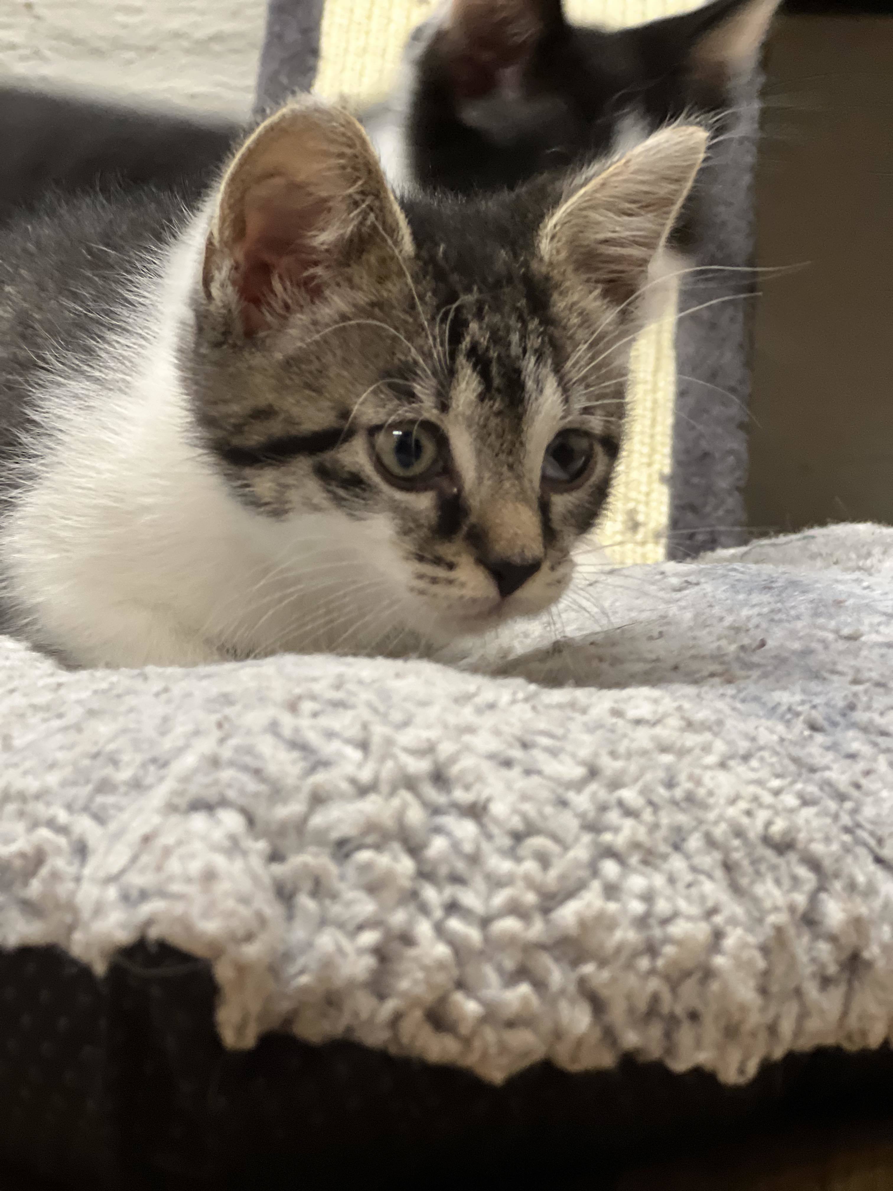 Bigfoot, a Adoptable mixed breed in West Mifflin, PA image 1/12