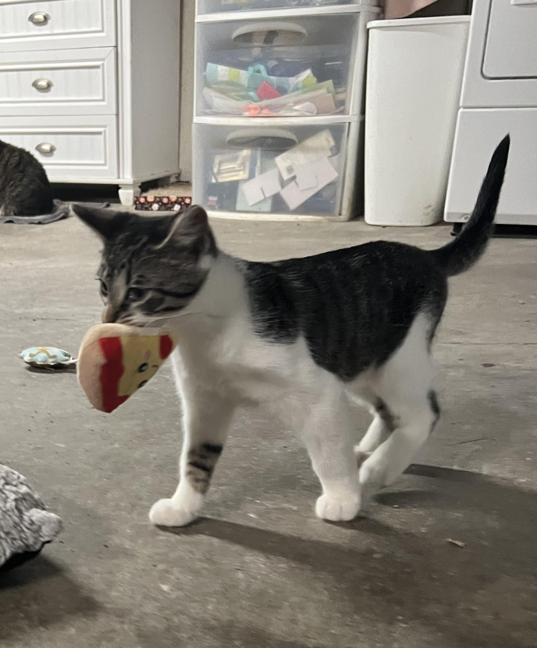 Bigfoot, a Adoptable mixed breed in West Mifflin, PA image 2/12