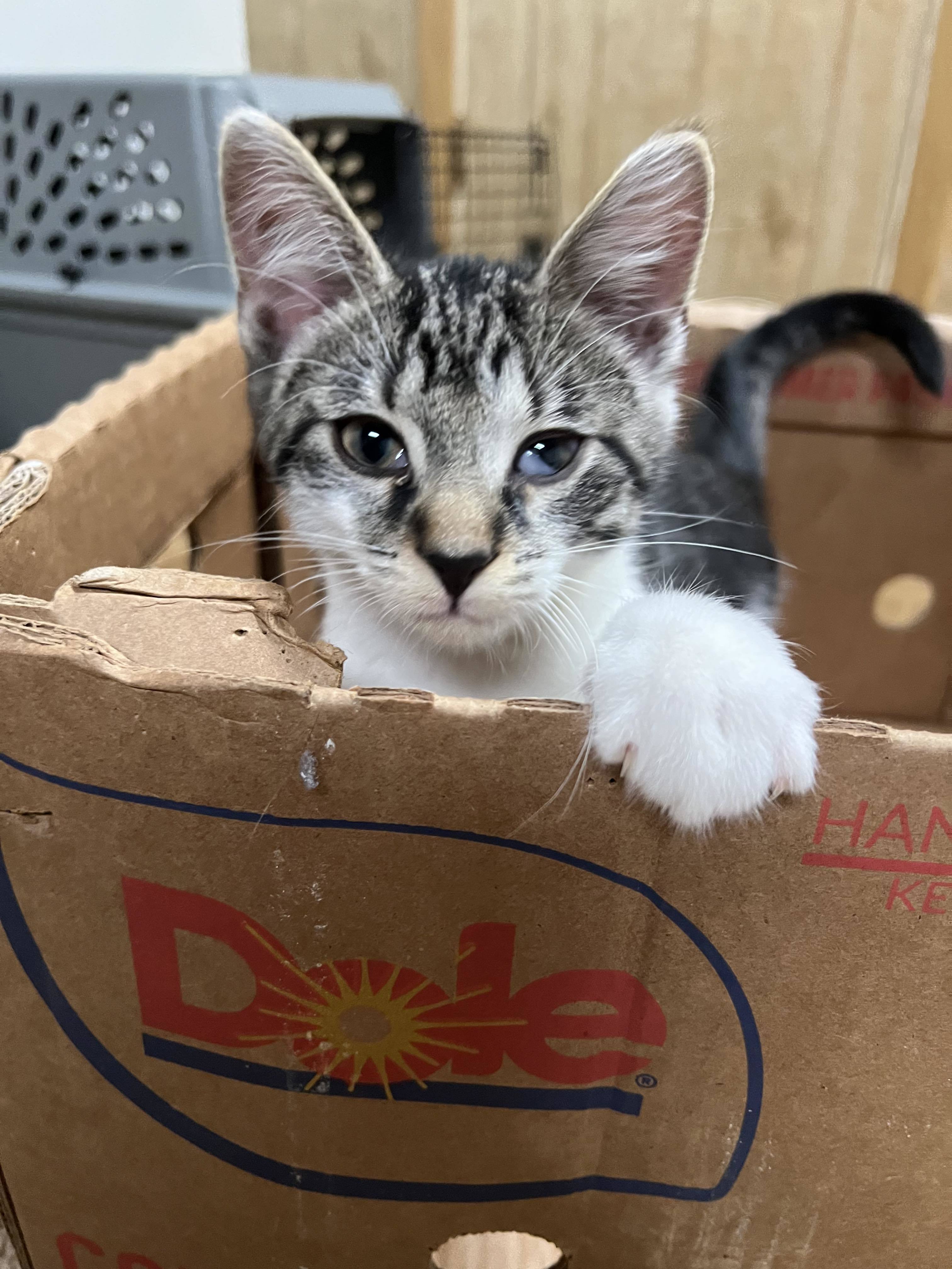 Bigfoot, a Adoptable mixed breed in West Mifflin, PA image 3/12