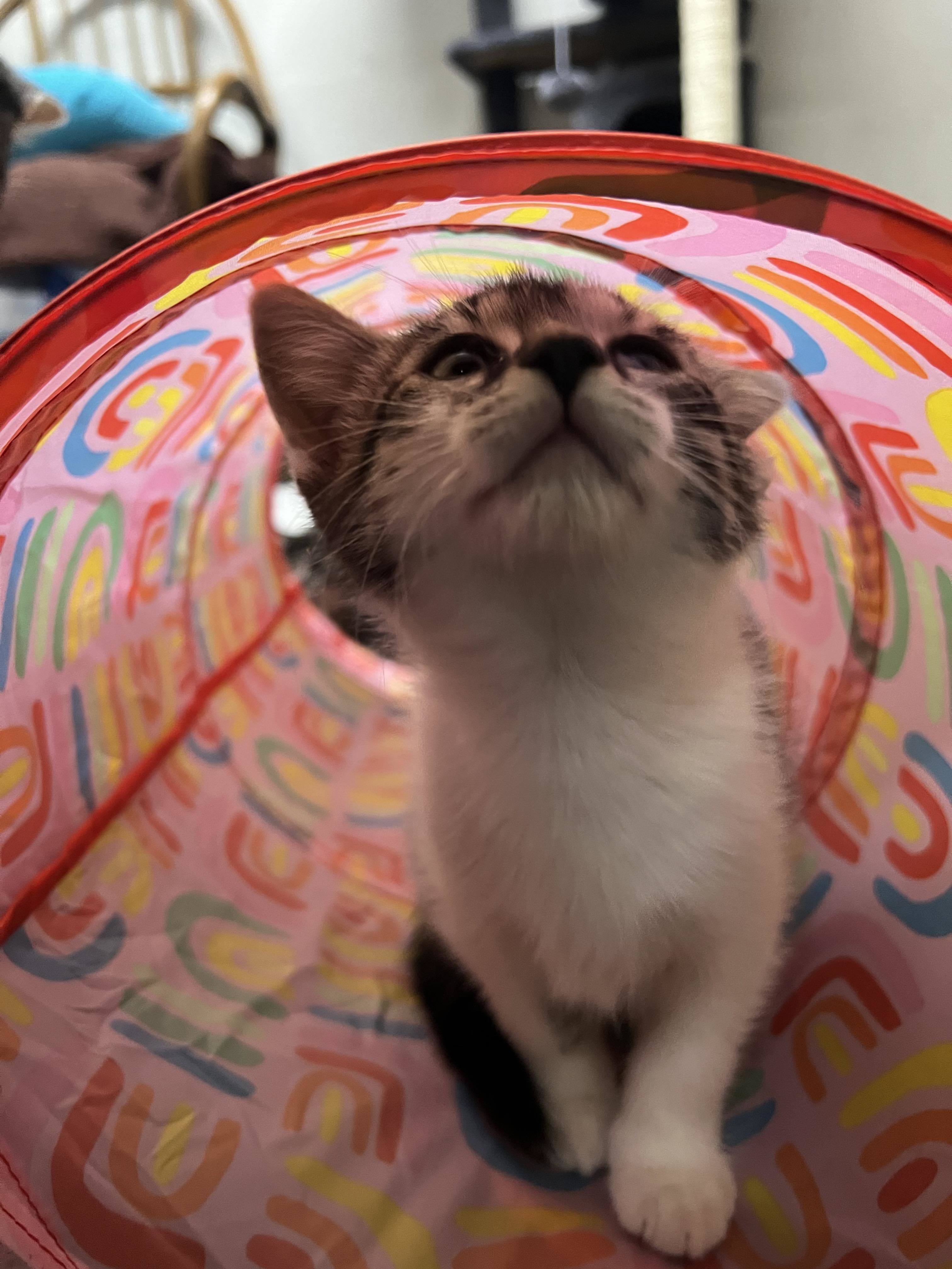 Bigfoot, a Adoptable mixed breed in West Mifflin, PA image 4/12