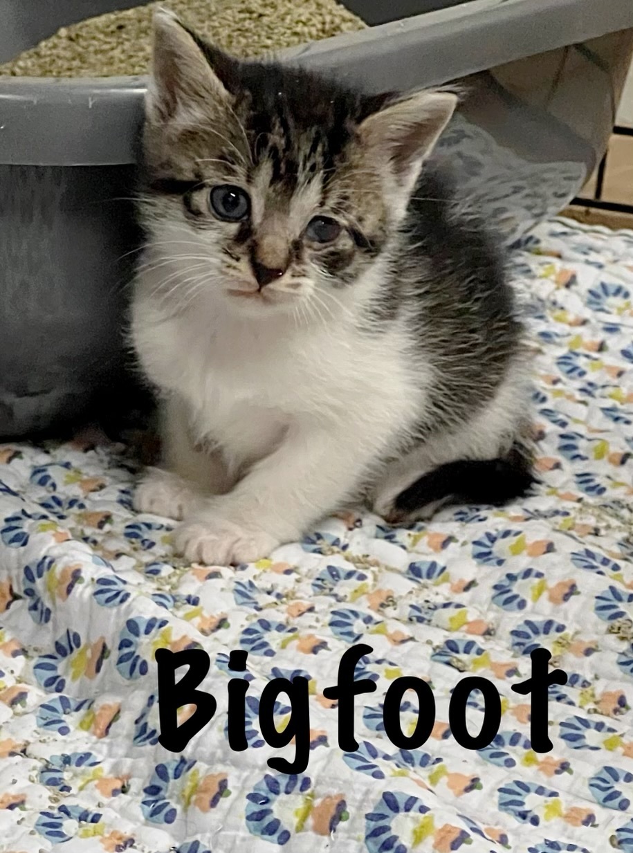 Bigfoot, a Adoptable mixed breed in West Mifflin, PA image 5/12