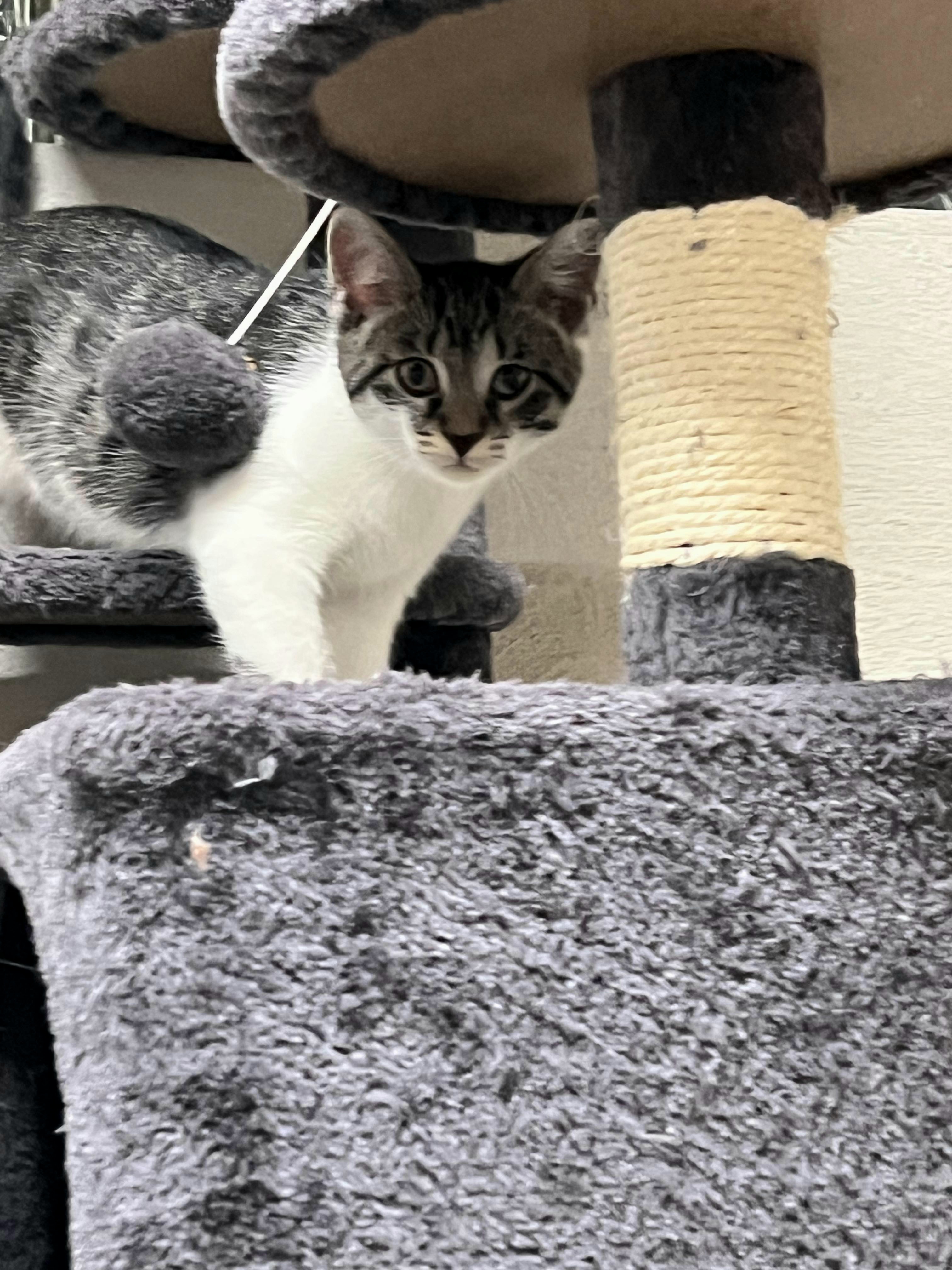 Bigfoot, a Adoptable mixed breed in West Mifflin, PA image 6/12