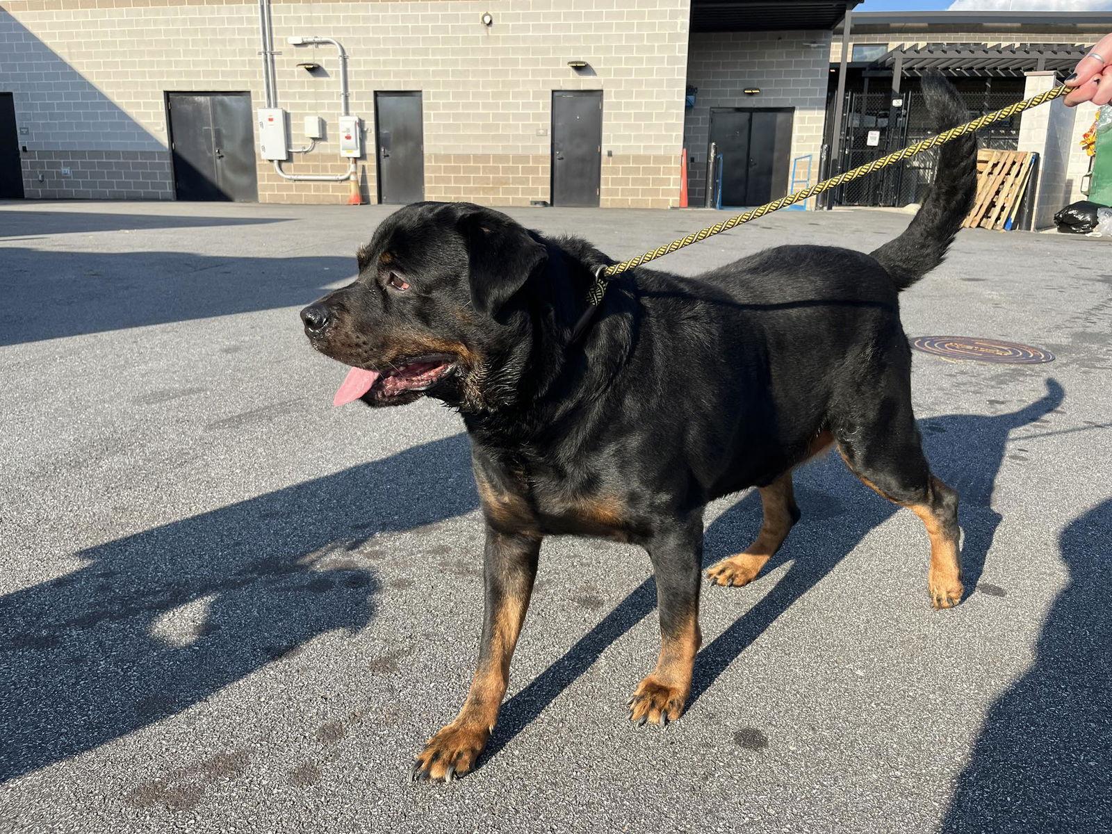Bruschi, Adoptable, Adult Male Rottweiler.