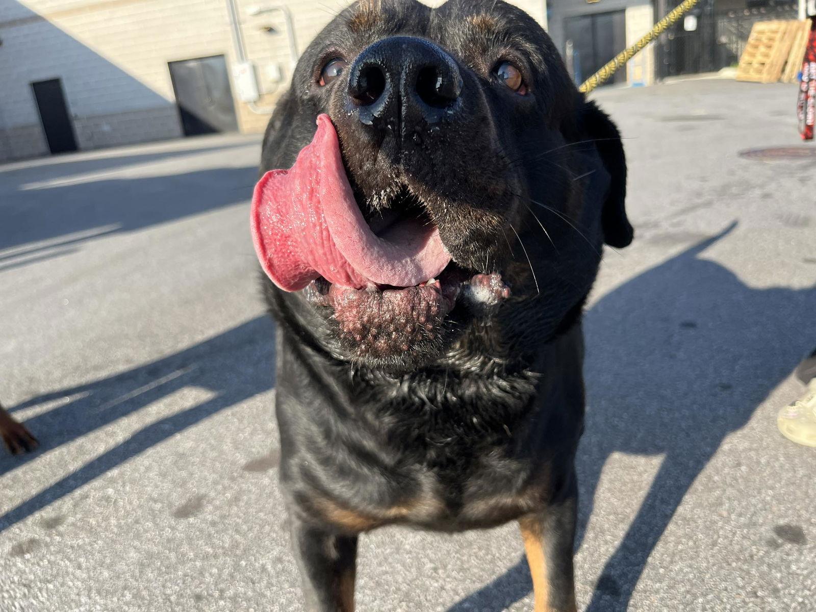 Enlarge Bruschi, a Adoptable Rottweiler in Hillsboro, NH image 2/3