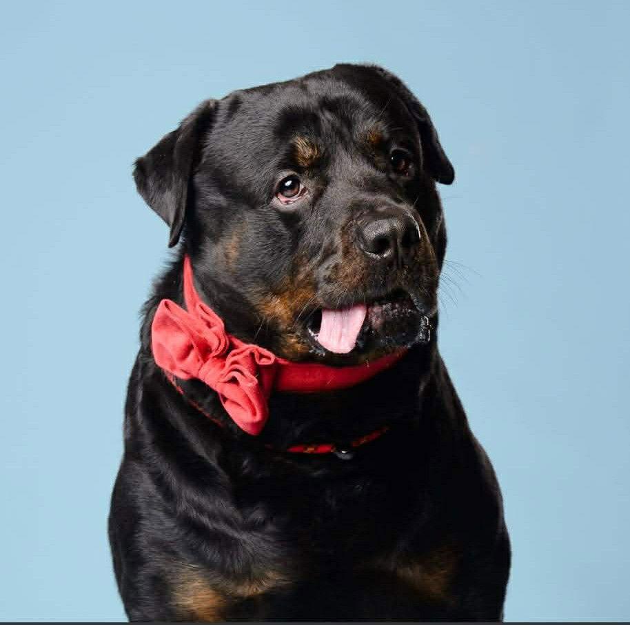 Enlarge Bruschi, a Adoptable Rottweiler in Hillsboro, NH image 3/3