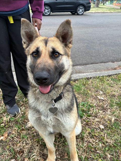 Enlarge Meera, a ADOPTABLE German Shepherd Dog in Manhattan, KS image 2/4