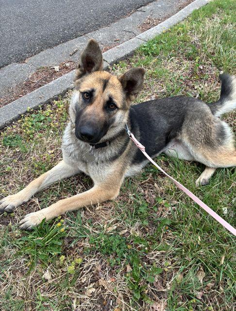 Enlarge Meera, a ADOPTABLE German Shepherd Dog in Manhattan, KS image 3/4
