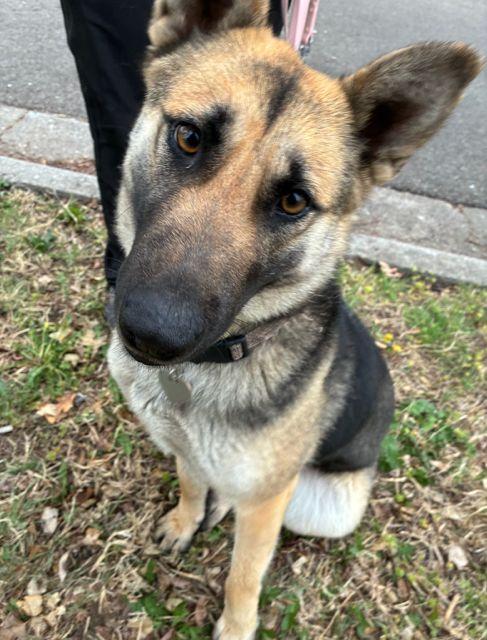 Enlarge Meera, a ADOPTABLE German Shepherd Dog in Manhattan, KS image 1/4