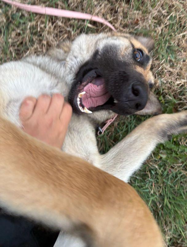 Enlarge Meera, a ADOPTABLE German Shepherd Dog in Manhattan, KS image 4/4