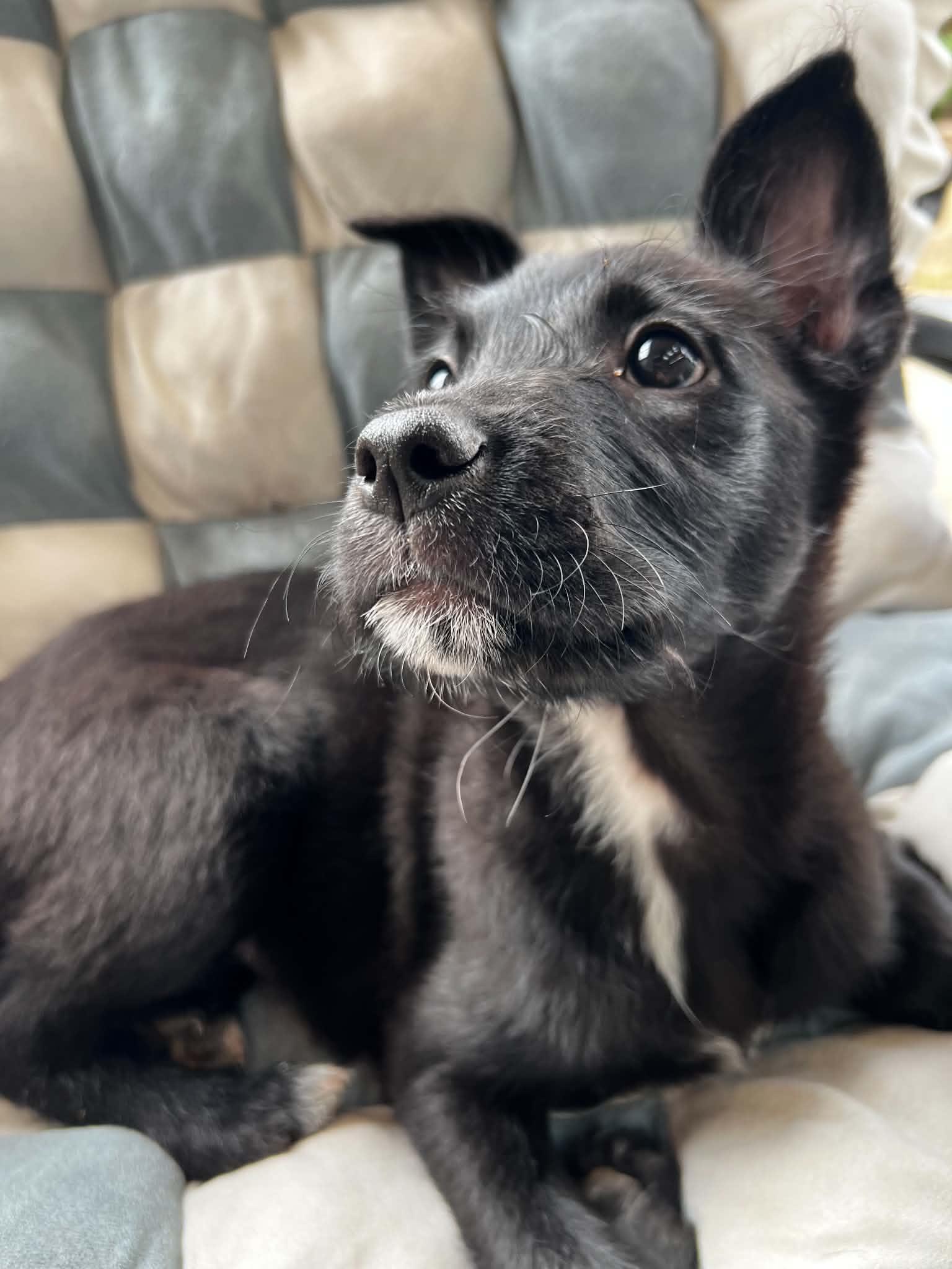 Enlarge Morrigan, a Adoptable mixed breed in Eugene, OR image 3/6