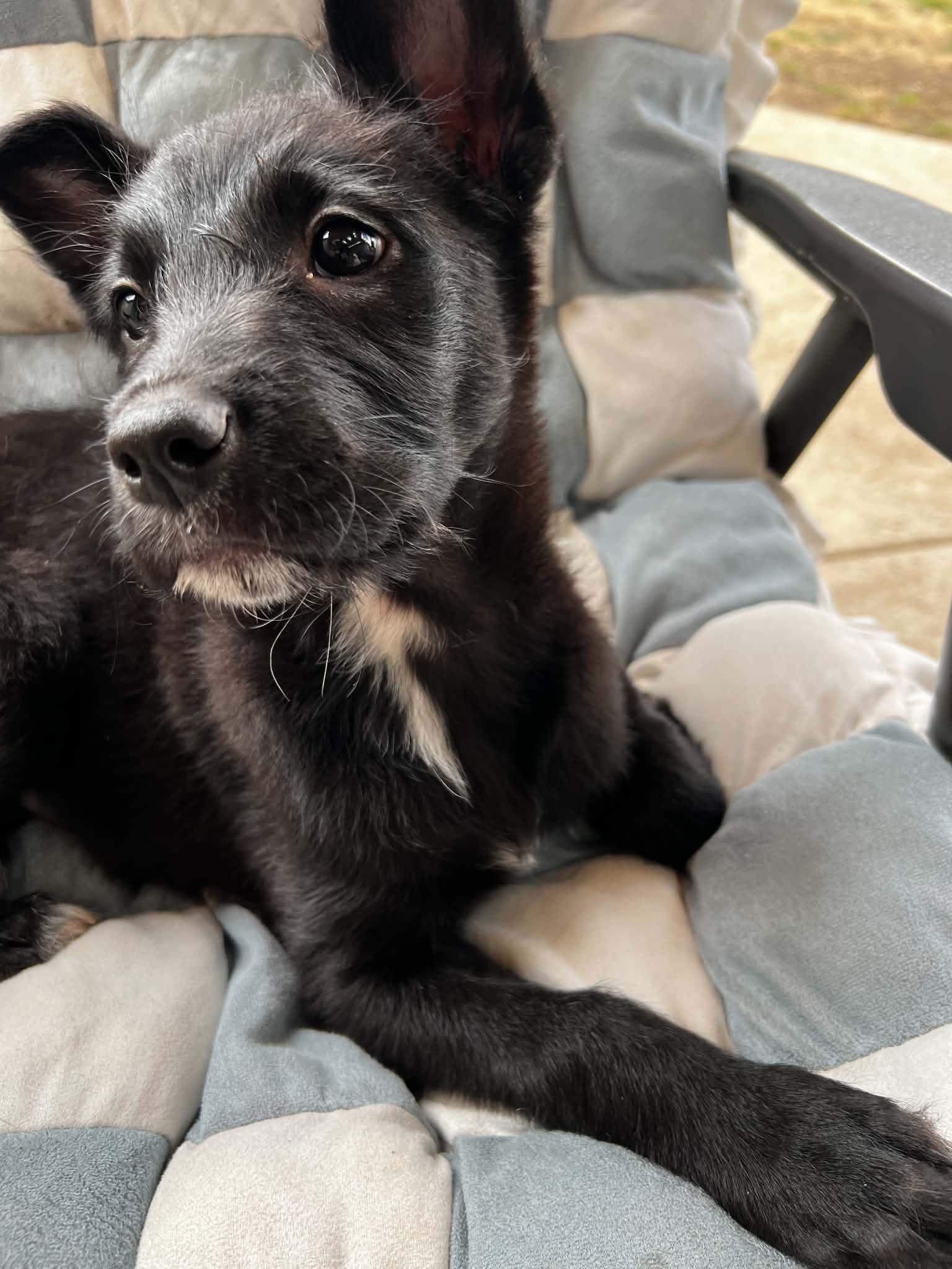 Enlarge Morrigan, a Adoptable mixed breed in Eugene, OR image 5/6