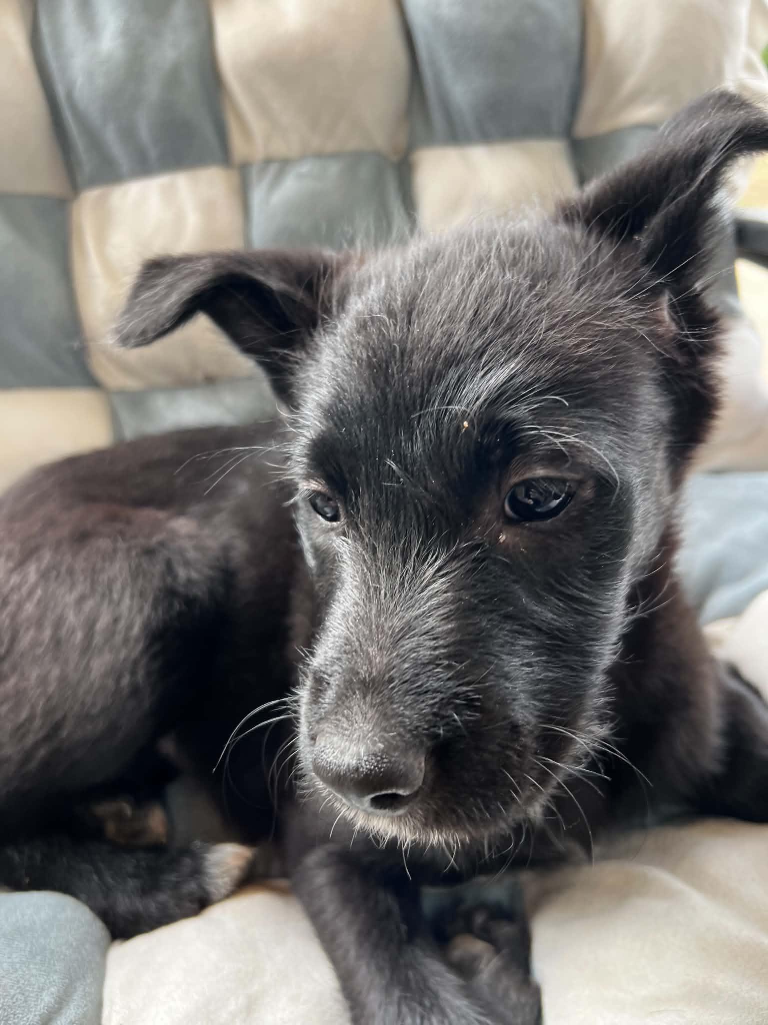 Enlarge Morrigan, a Adoptable mixed breed in Eugene, OR image 6/6