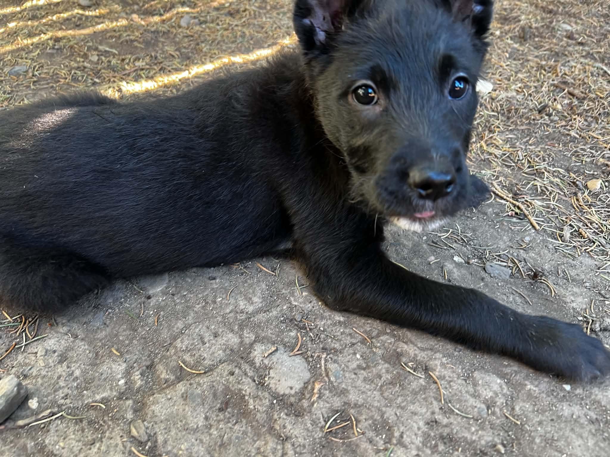 Morrigan, Adoptable, Puppy Female Border Collie.
