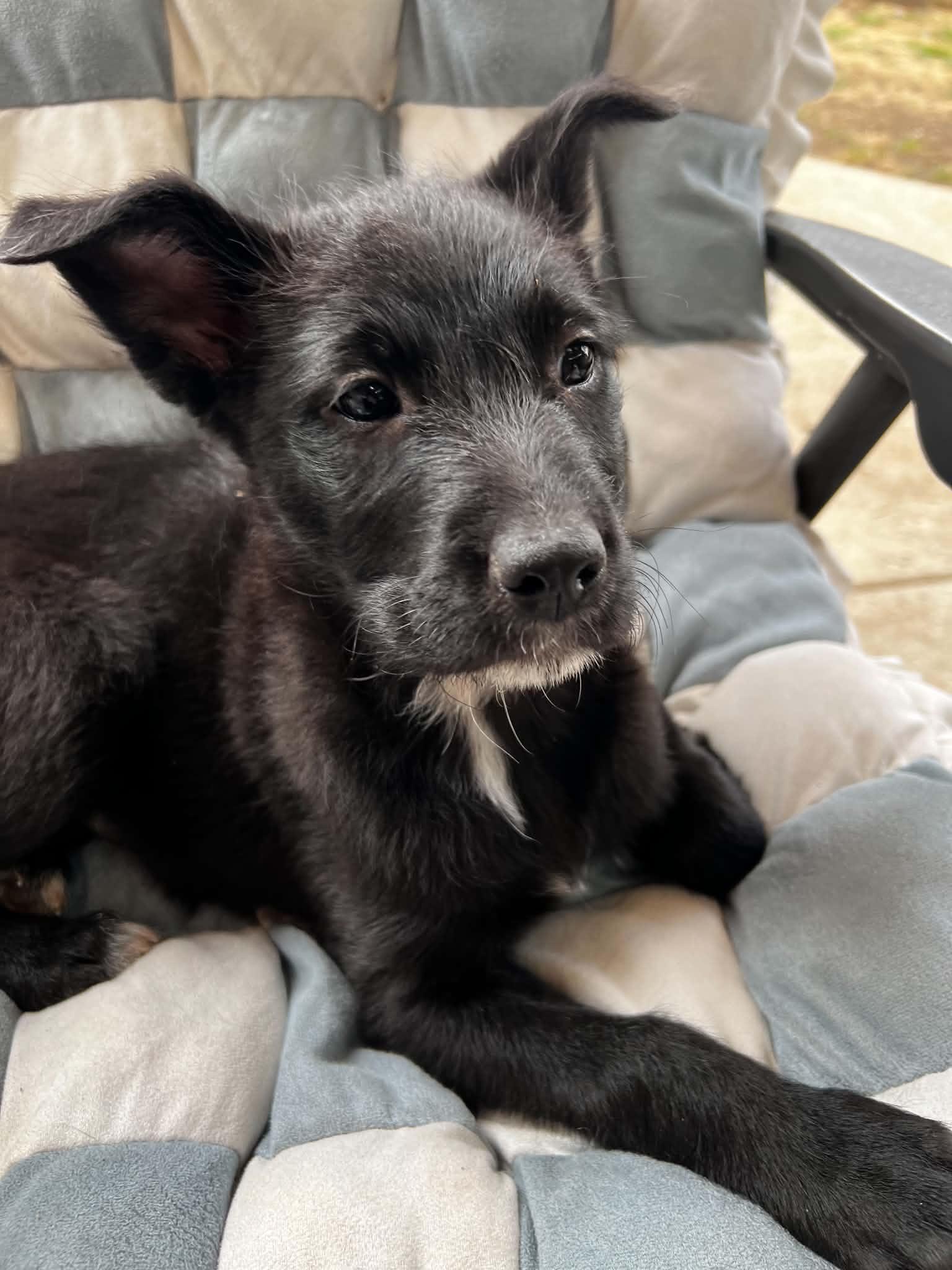Enlarge Morrigan, a Adoptable mixed breed in Eugene, OR image 4/6