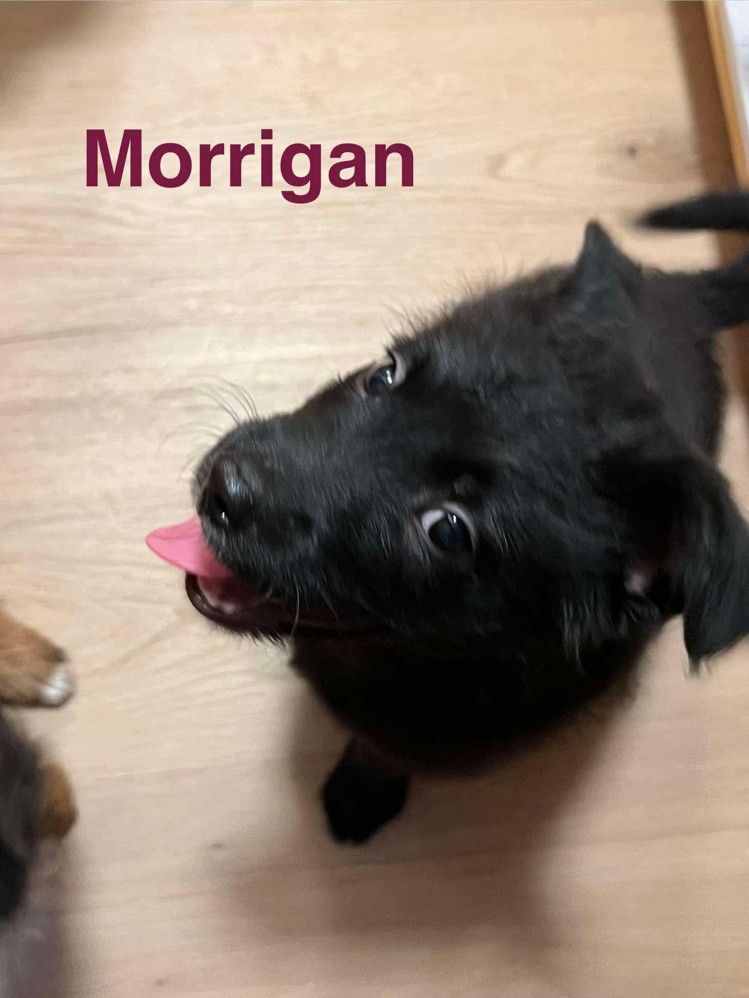 Enlarge Morrigan, a Adoptable mixed breed in Eugene, OR image 2/6