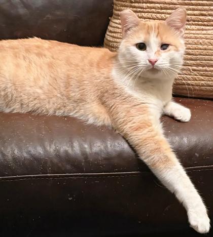 Enlarge Chester, a Adoptable mixed breed in Encinitas, CA image 1/2