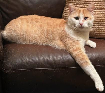 Enlarge Chester, a Adoptable mixed breed in Encinitas, CA image 2/2