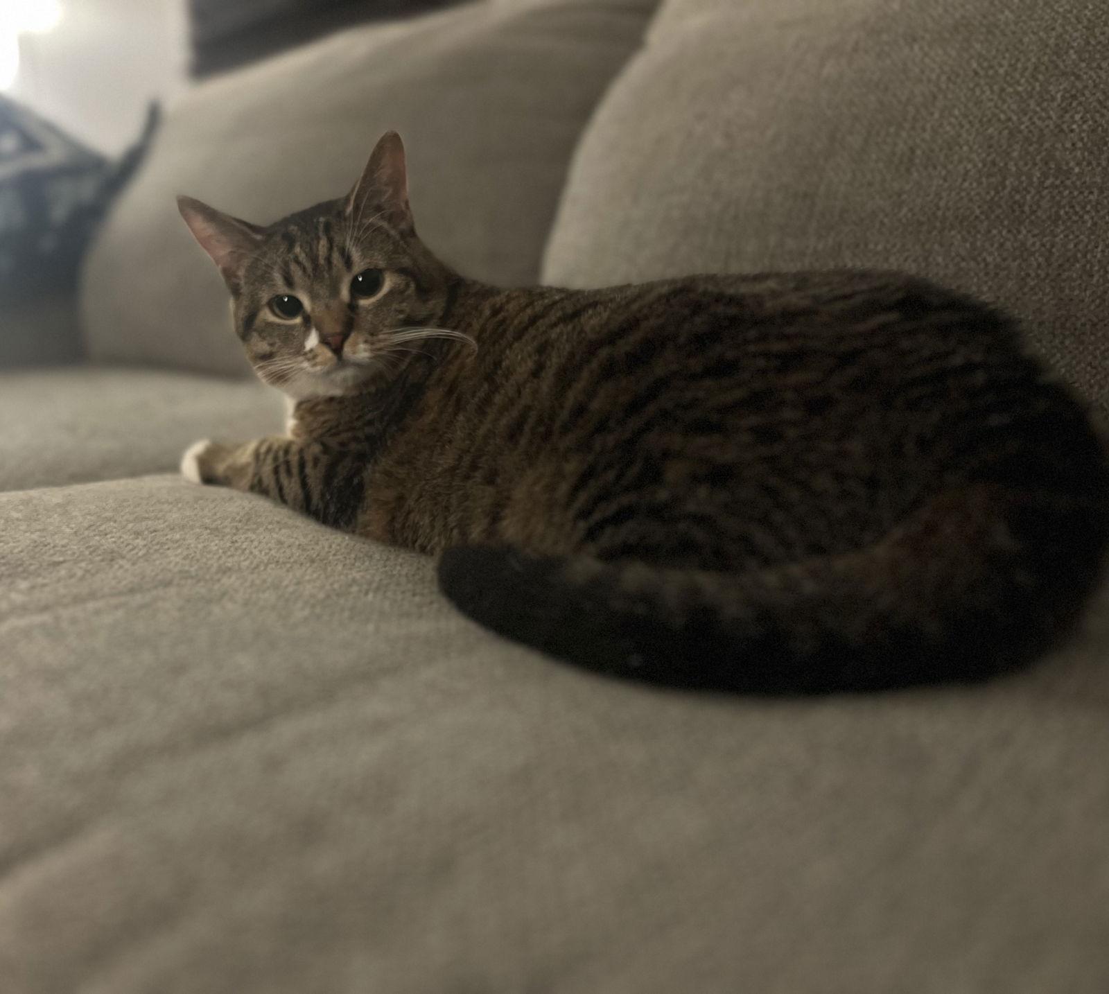 Enlarge Resilience, a Adoptable Domestic Short Hair in Walnut Creek, CA image 1/3