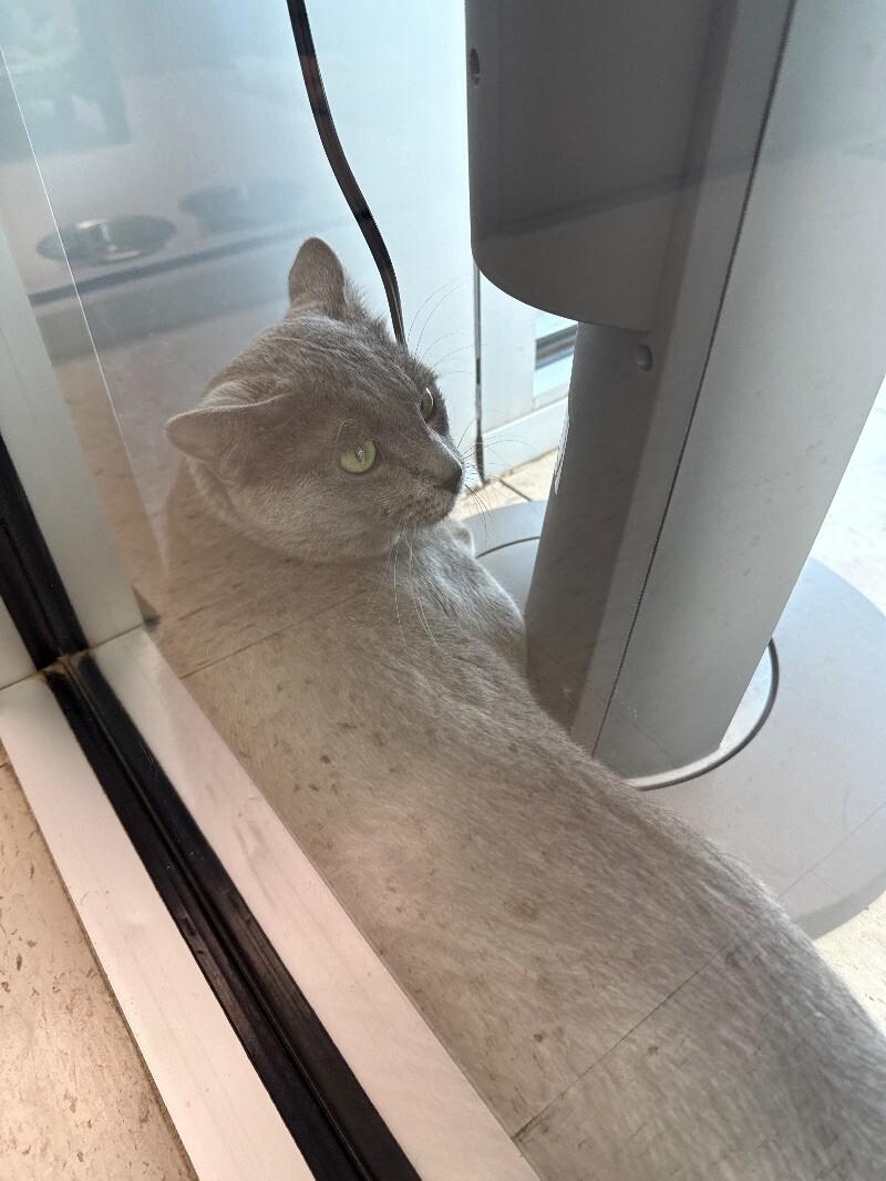 Church, Adoptable, Adult Male Domestic Short Hair.