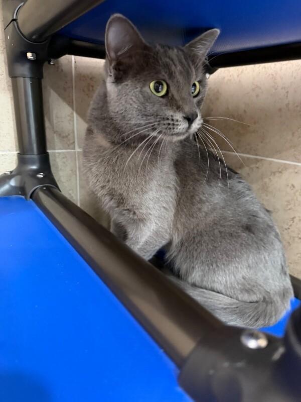 Church, a Adoptable Domestic Short Hair in Hobbs, NM image 2/4