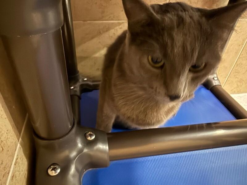 Church, a Adoptable Domestic Short Hair in Hobbs, NM image 3/4