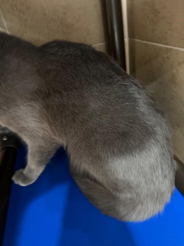 Church, a Adoptable Domestic Short Hair in Hobbs, NM image 4/4
