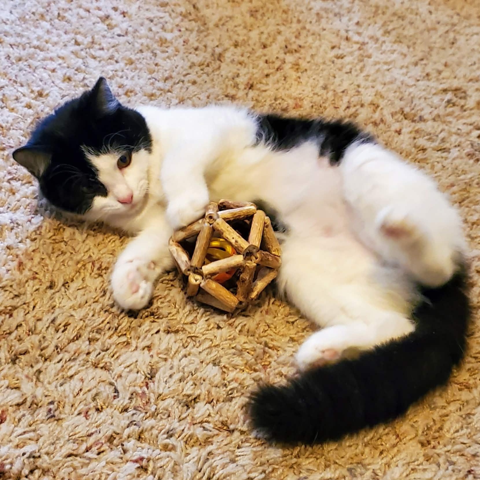 Enlarge Boo, a ADOPTABLE Domestic Medium Hair in Sedalia, MO image 3/3