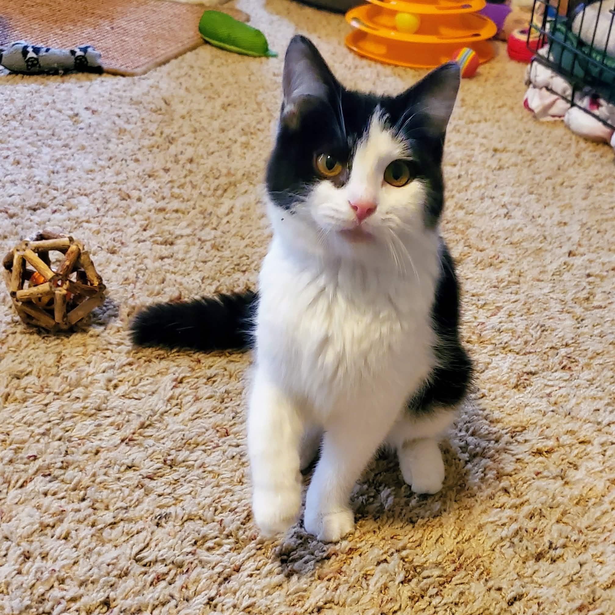 Enlarge Boo, a ADOPTABLE Domestic Medium Hair in Sedalia, MO image 1/3