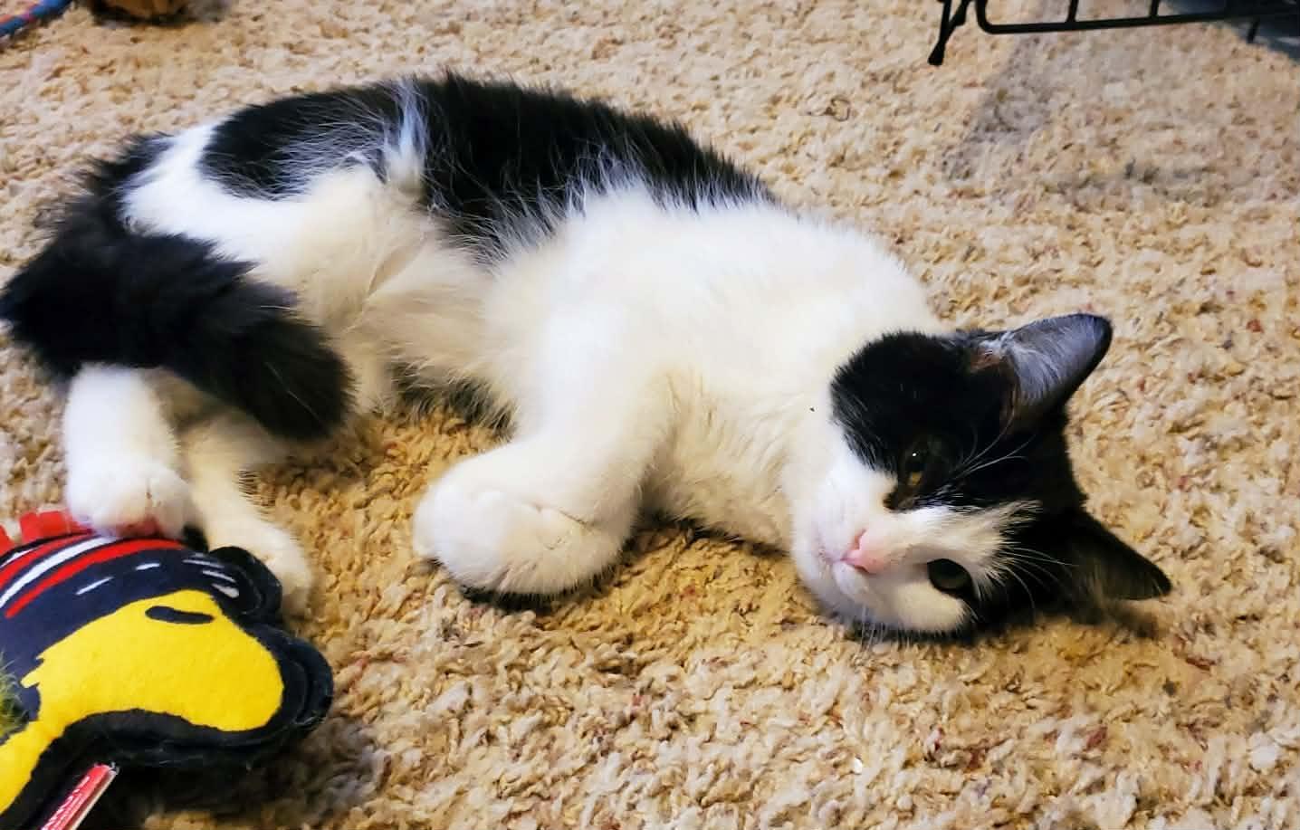 Enlarge Boo, a ADOPTABLE Domestic Medium Hair in Sedalia, MO image 2/3