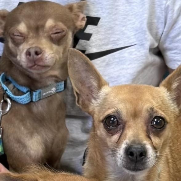 BayBay (bonded w/Poco), Adoptable, Adult Female Chihuahua.