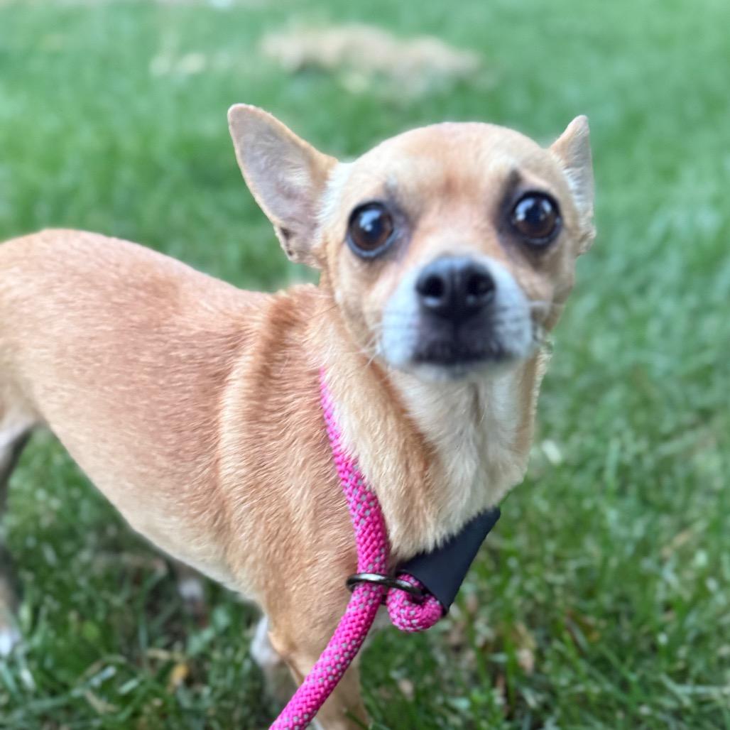 BayBay (bonded w/Poco), a Adoptable mixed breed in Hudson, IL image 2/5