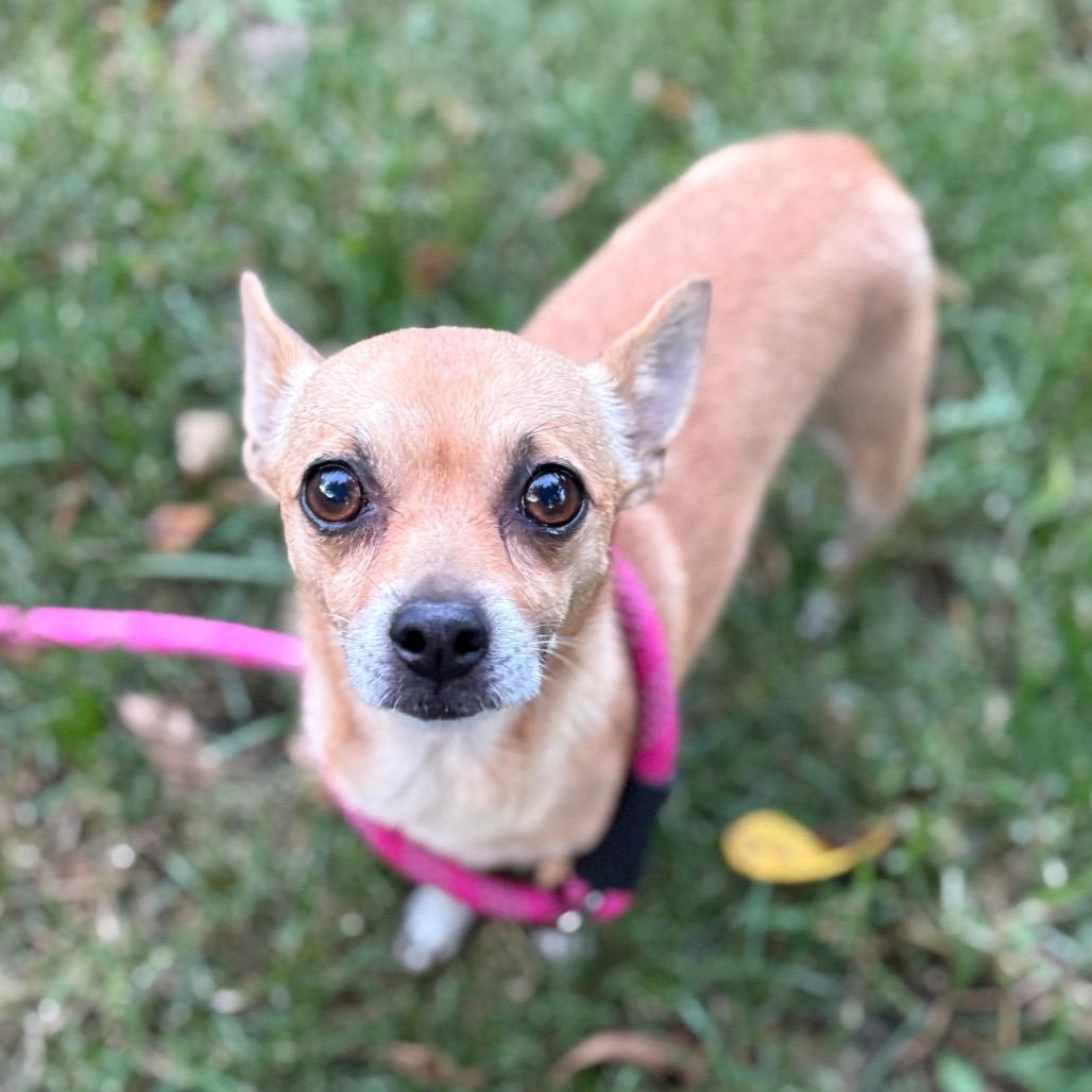 BayBay (bonded w/Poco), a Adoptable mixed breed in Hudson, IL image 3/5