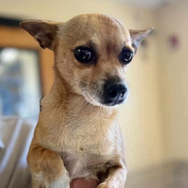 BayBay (bonded w/Poco), a Adoptable mixed breed in Hudson, IL image 4/5