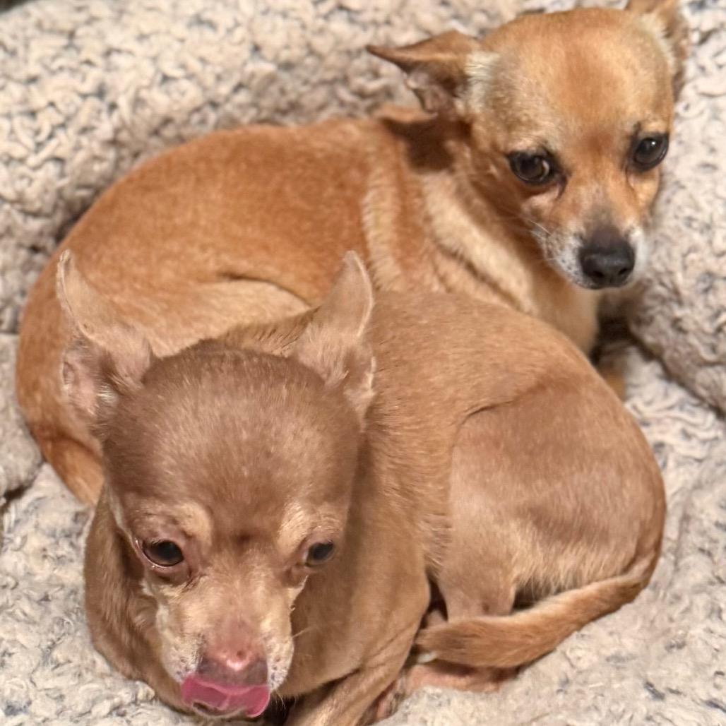 BayBay (bonded w/Poco), a Adoptable mixed breed in Hudson, IL image 5/5