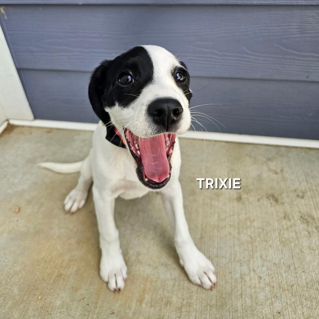 Enlarge Trixie, a Adoptable mixed breed in Madisonville, TN image 1/2