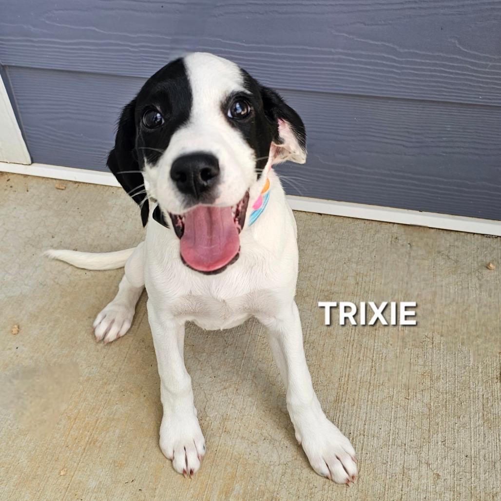 Enlarge Trixie, a Adoptable mixed breed in Madisonville, TN image 2/2