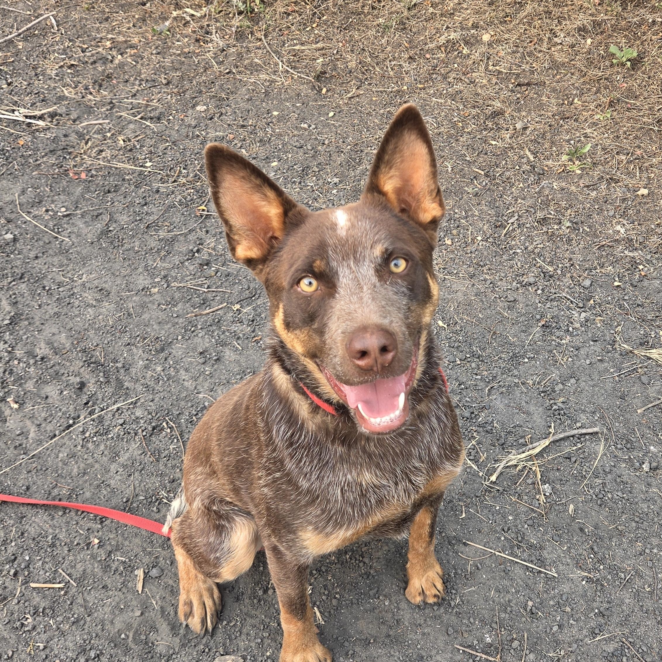 Boone, Adoptable, Young Male Australian Kelpie & Australian Cattle Dog / Blue Heeler.